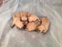 Schnoodle Puppies for sale, Schnoodles Born April 2nd 2014. Males $750 Females $950 Professional Breeder near WI,IL and MN.